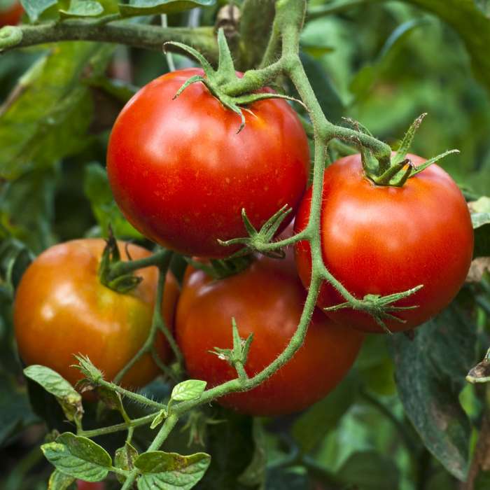 ripe red tomatoes on the vine